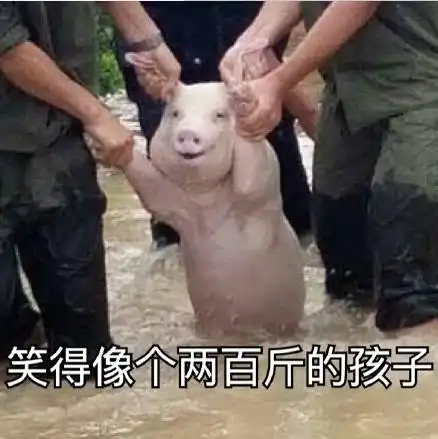 这只猪晋升表情包网红,刷爆朋友圈,甚至火到了国外