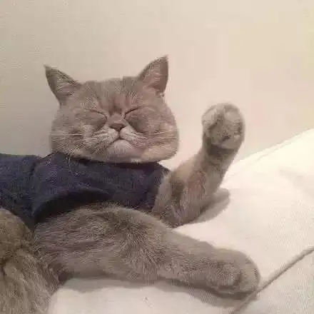 每天都在为脸大而烦恼,这只猫似乎已经放弃努力了