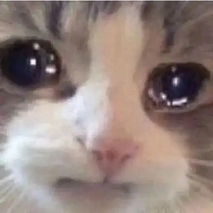手套猫图片表情包