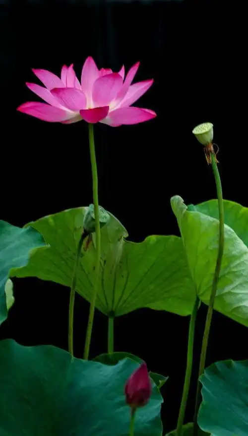 它们能在梅雨季及连续高温天开花去上海植物园看锦葵科莲科和睡莲科植物