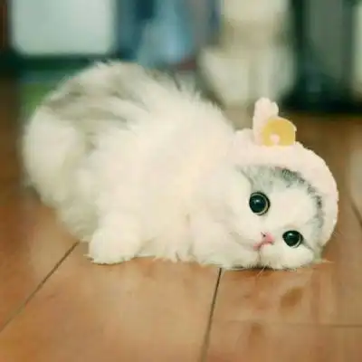 猫咪头像真人系头像图片