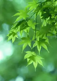 然花草图自然风景图片自然风景然花草