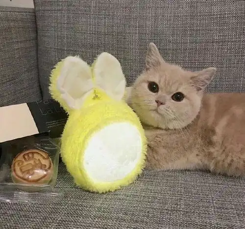 温柔的猫咪,究竟可以多萌