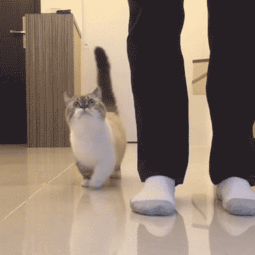 这哪儿是养猫呀,是养了一个乖巧小女友吧