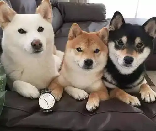柴犬这么多人喜欢,但是为什么养的人这么少离不开这6点