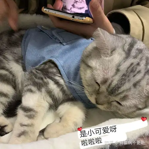 小猫咪的一系列迷惑行为,知道真相的我惊呆了
