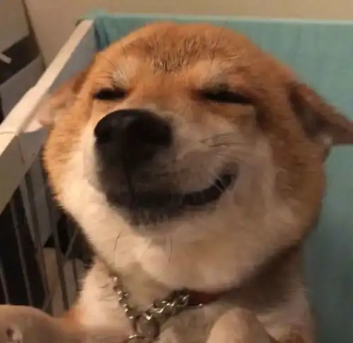 柴犬情侣头像一黄一黑