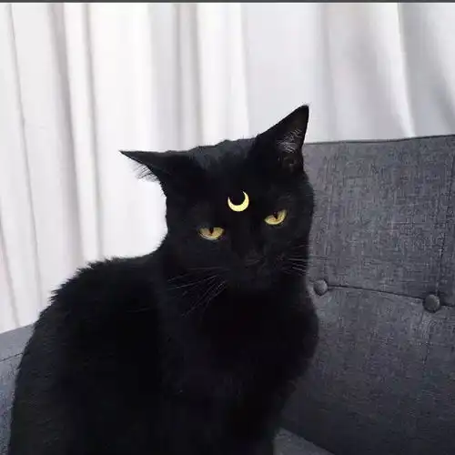 猫咪头像治愈系超清机器