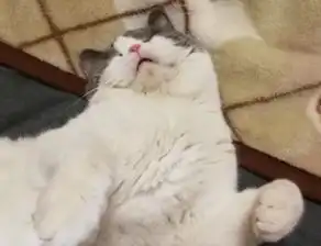 治愈系猫咪vs致郁系猫咪,每种喵星人都有被喜爱的理由