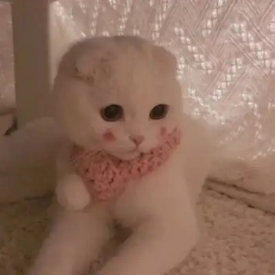猫咪图片大全可爱头像超萌漂亮猫咪图片