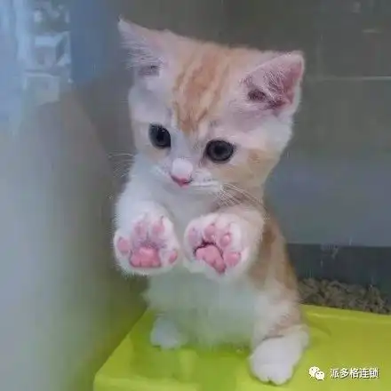 高清禁欲系情侣头像带猫