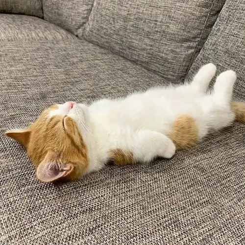 日本这只小奶猫火了,睡姿奇特,引百万网友围观