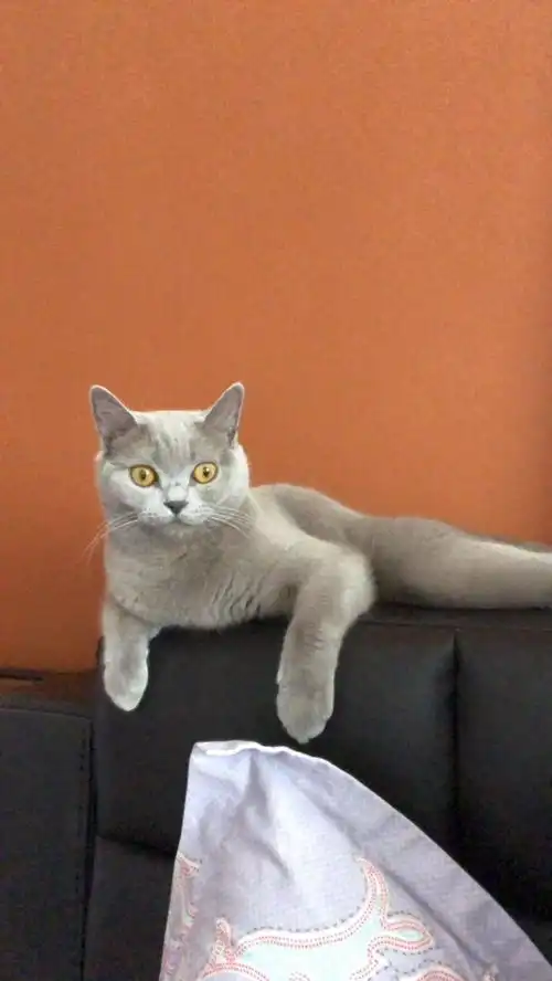 猫咪头像治愈系超清壁纸