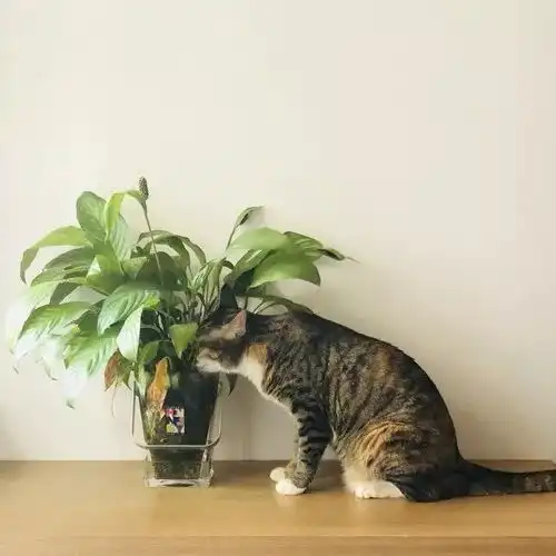 晒猫日丨蠢猫再喝马桶水就跟你绝交