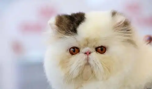 猫咪遭到斥责会背对主人,高傲地拒绝看主人,不过猫真正在做什么