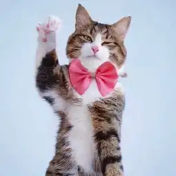 猫咪头像治愈系超清抚摸