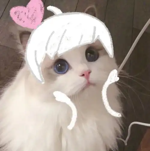猫咪光遇头像