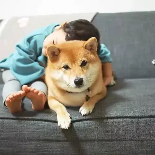 刷爆朋友圈的柴犬哥哥与萌娃照,太太太太太治愈了