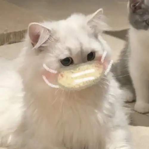 口罩头像真人猫猫自己画的拿图点赞堆糖,美图壁纸兴趣社区