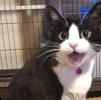 劝你们不要再养奶牛猫了,别不相信,养了你会后悔的