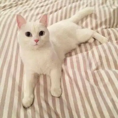 猫咪头像真人系头像图片