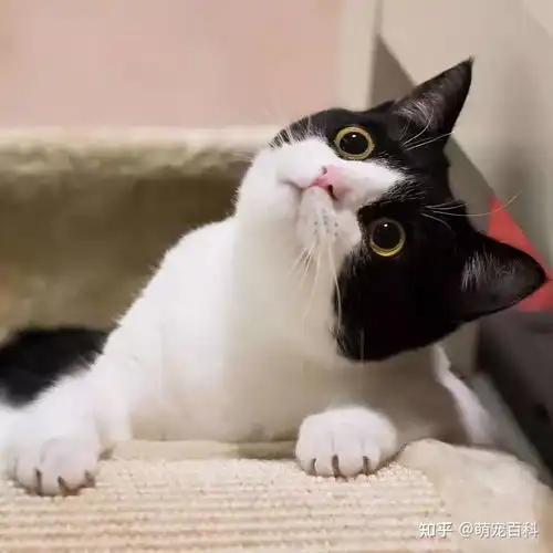 猫系女友头像可爱奶牛猫