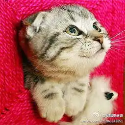 摩羯座谜语摩羯女1天生善良,感情脆弱..