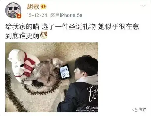 如果你女朋友不喜欢猫,怎么办胡歌的回答让人叹服