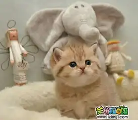 女朋友很喜欢这只猫,想买给她,请想问猫是什么品种的