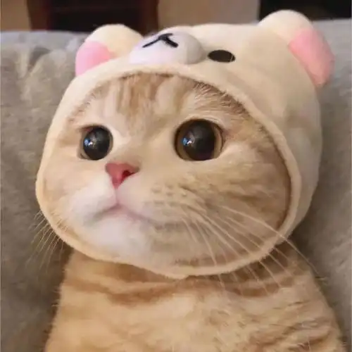 猫咪头像遇见你时欢喜加倍