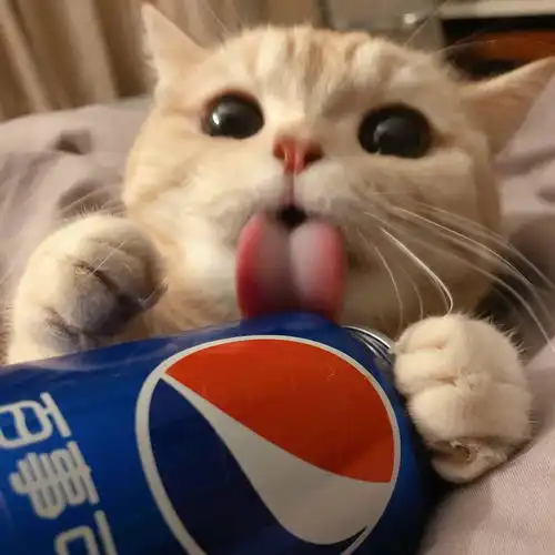 猫咪头像真人系头像图片