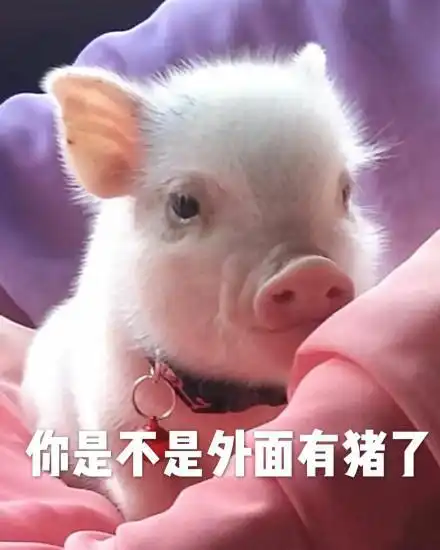 我好像和猪谈恋爱了