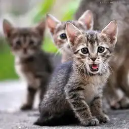 盘点治愈系萌宠物猴子给猫温情按摩
