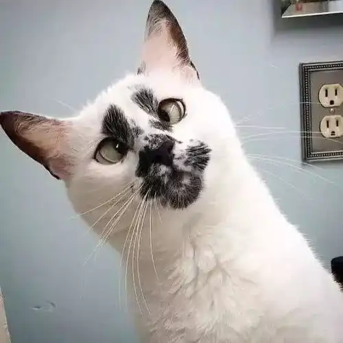 猫咪头像治愈系超清养猫