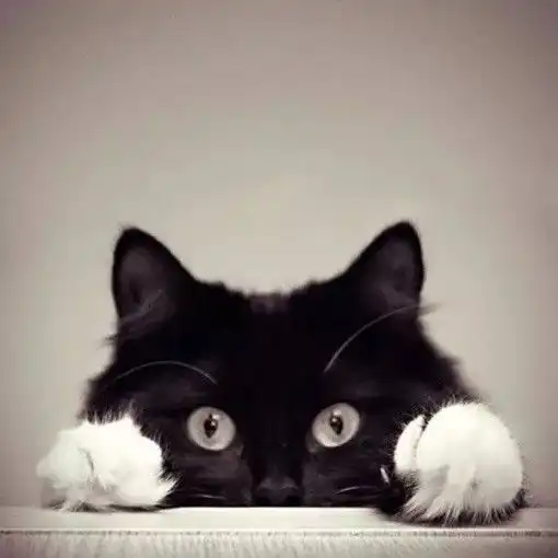 猫咪头像治愈系超清治愈