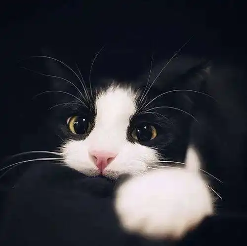 猫咪头像治愈系超清猫爪