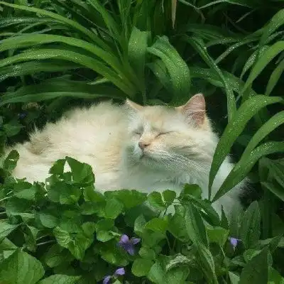 可爱猫咪头像热门猫咪头像