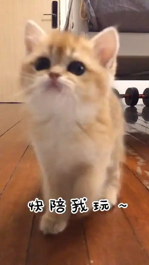有一只每天要亲亲的小猫咪是什么体验家有治愈系小可爱