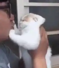 猫饼就是这么来的