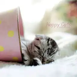 治愈系萌无苏格兰折耳猫