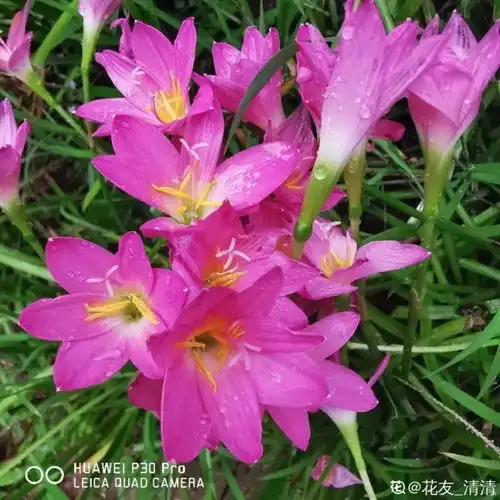 风雨兰论斤称,20块钱买一堆,埋土里爆出满盆花