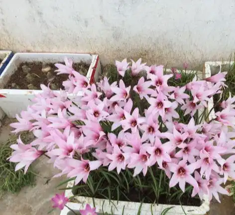 泼辣的胖美人10块钱买一堆,狂风暴雨后,妖艳花满地