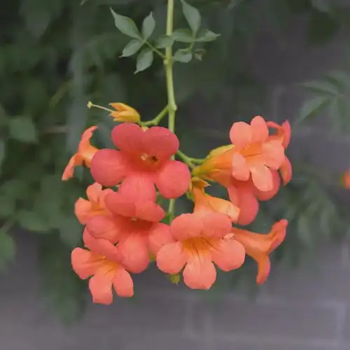 可爱公主系列头像凌霄花