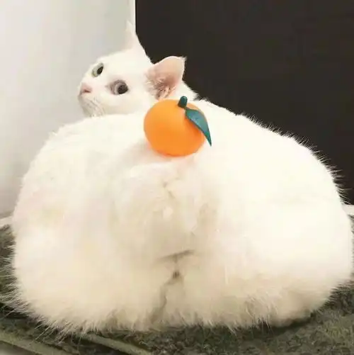 可爱猫咪头像系头像动漫