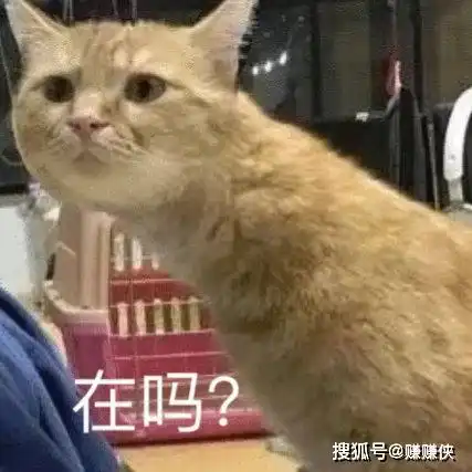 猫咪表情包不开心,我太难了,熬夜满眼都是你