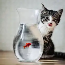 盘点治愈系萌宠物猴子给猫温情按摩