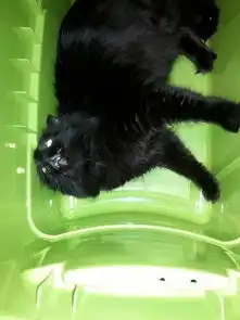 无法言说的治愈系呆萌猫咪