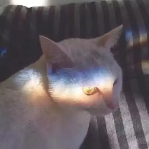 猫系少年图片头像女王阳