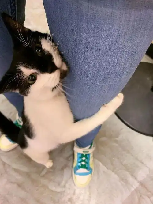 养猫治愈吗致郁