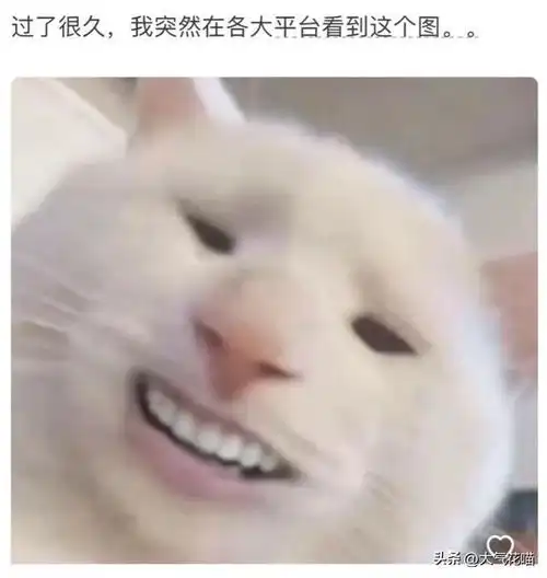 猫咪头像真人系头像图片